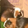 Joeypig