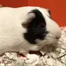 MonkeyPig