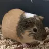 kloeebuck