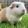 pixiepiggles