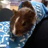 chipmunkpiggie