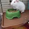 PhilThePiggy