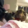 Rachlapin