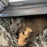 Muffinnmojo