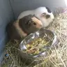 maisiesguineapigs