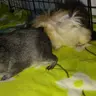 Guineapiggies_