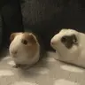 ZiggyandCas