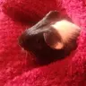 guineapig94