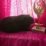 cavyluver16