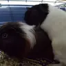 LeMiniPiggie