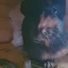 FuzzySaski