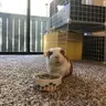 PiggyMamma1117
