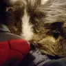 Piggydad