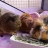 Georgia's_Guineas