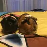 GuineapigsGreat8382