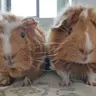 Ungaros