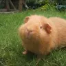 GuineaPigs2509