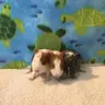 squeakpigs