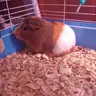 Cosmo The Pig