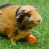 GuineapigGeek15