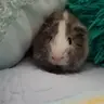 Oscar.Milo