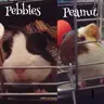 Guinea pigs are beautiful