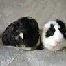 cosycavy