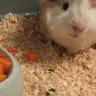 Chandlerguineapig