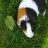 ladybird2702