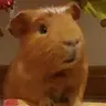 Guineapig22