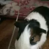 Joanna_goanna_luvs_piggys072