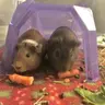 Nikki&Auggie