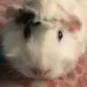 Gpiggygirl87