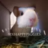 sixhappypiggies