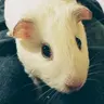 Sakura the Piggy