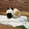 Piggyloves89