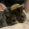 Guineapigsmcr