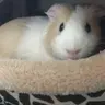 Keninja