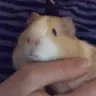 NuggetHead
