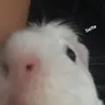 Piggletwigglet