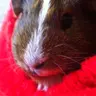 Chocbee