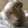 Piggielover5
