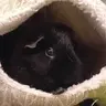 GuineaDobbin