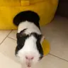 tyrrel_katz