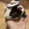 HogLover