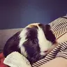 Saiyanguineapig