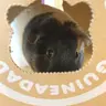 nifftheguinepig