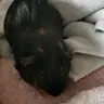 Angel nutmeg