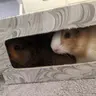 MelAndPetunia