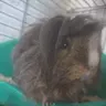 Guniea pig lady